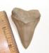 Lee Creek Mako Shark Tooth